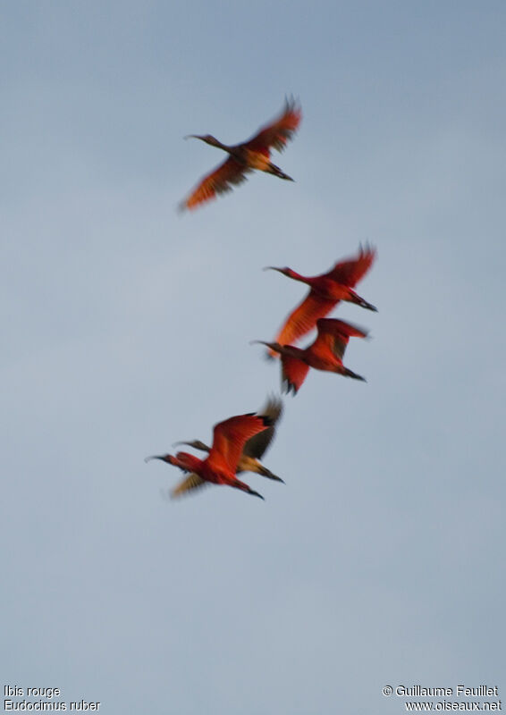 Scarlet Ibis, Flight