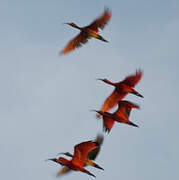 Scarlet Ibis