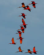 Scarlet Ibis