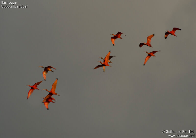 Scarlet Ibis