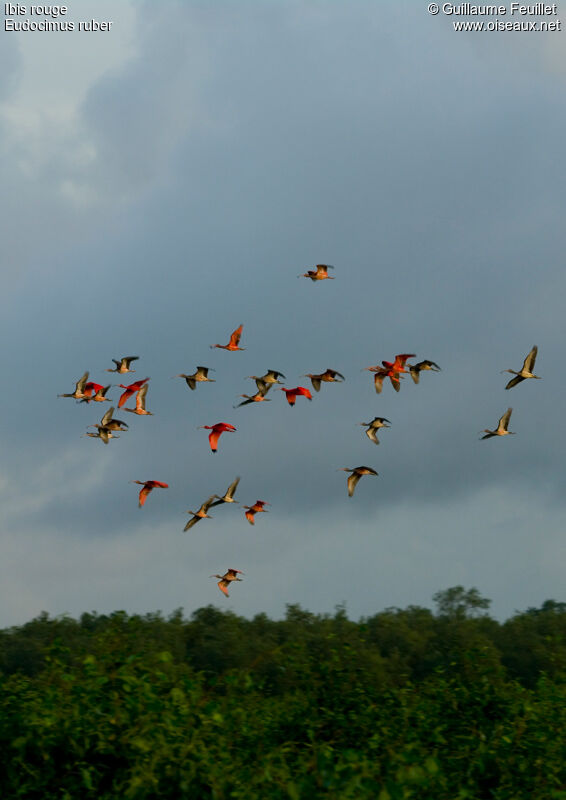 Ibis rouge