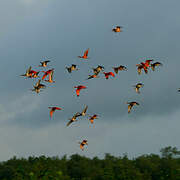 Scarlet Ibis