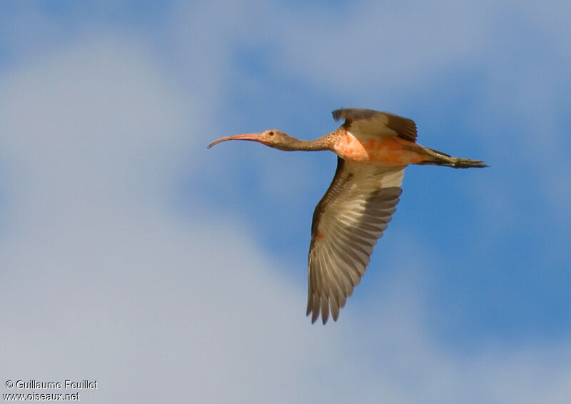 Ibis rougeimmature