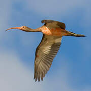 Scarlet Ibis