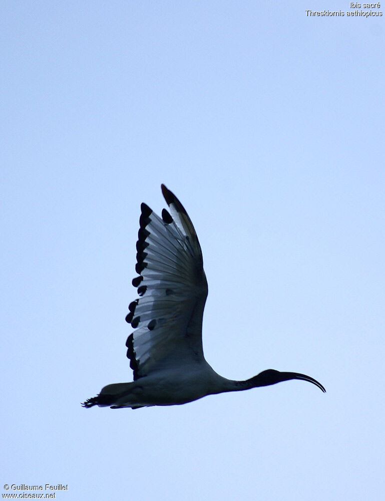 African Sacred Ibis