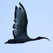 African Sacred Ibis