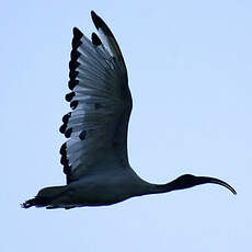 Ibis sacré