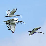 African Sacred Ibis