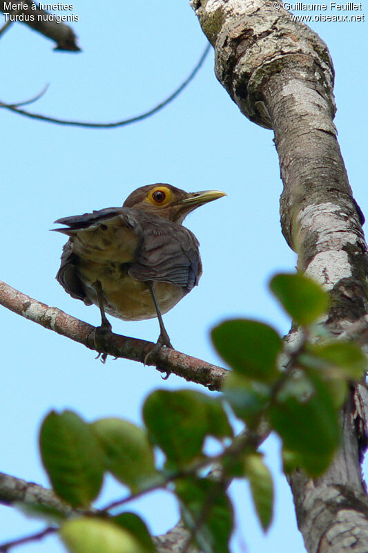 Spectacled Thrush