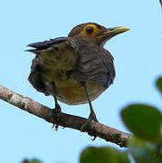 Spectacled Thrush