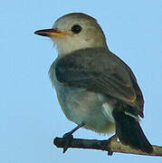 White-headed Marsh Tyrant