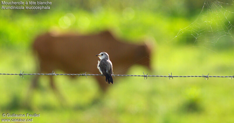 White-headed Marsh Tyrant female