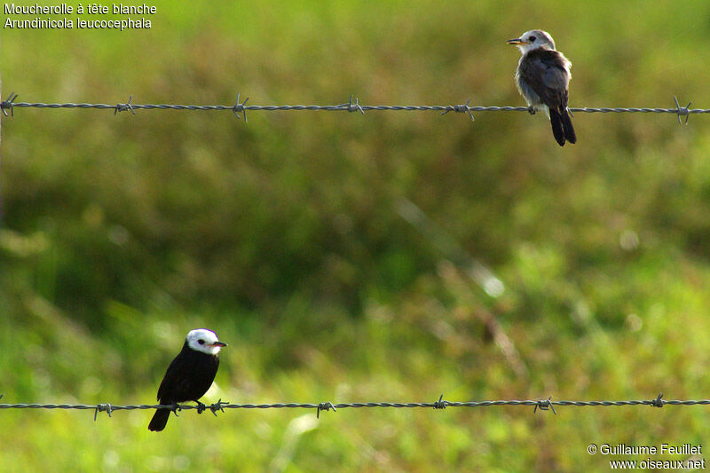 White-headed Marsh Tyrant