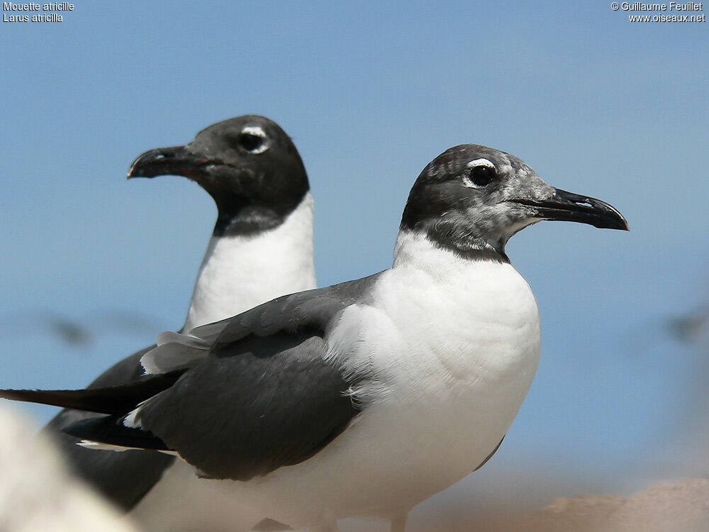 Mouette atricille