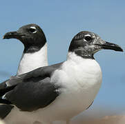 Laughing Gull