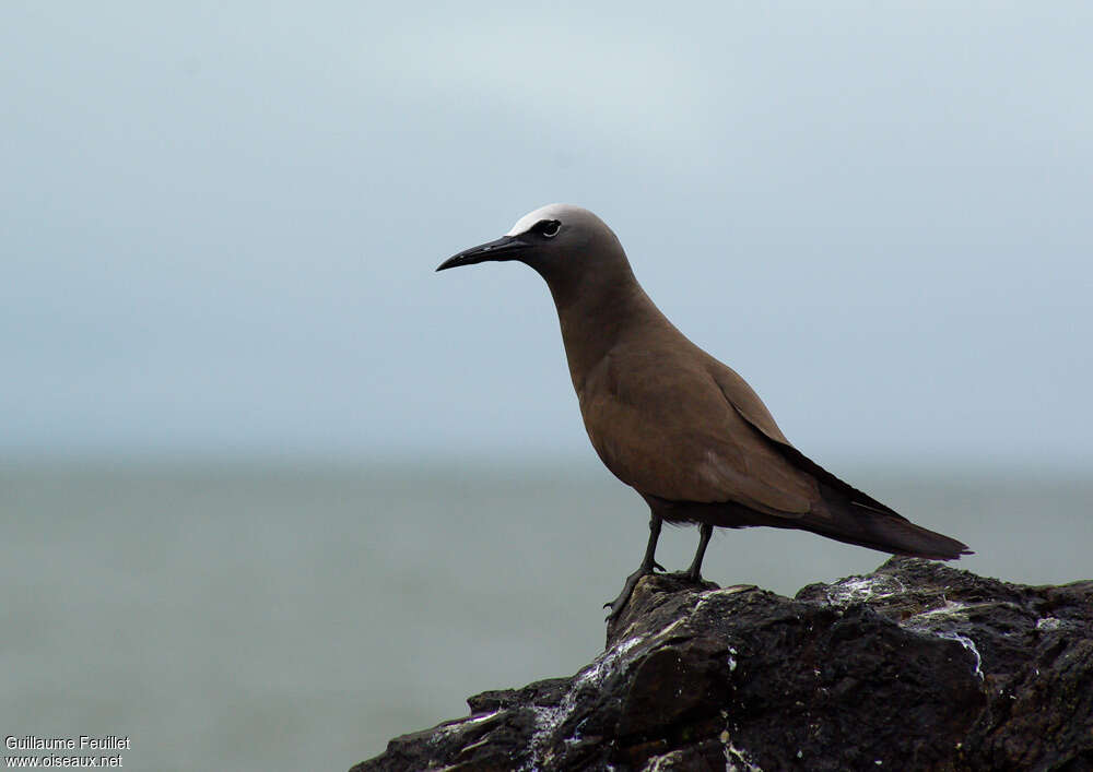 Noddi brunadulte, identification