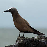 Brown Noddy