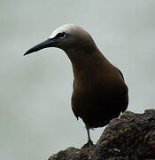 Brown Noddy