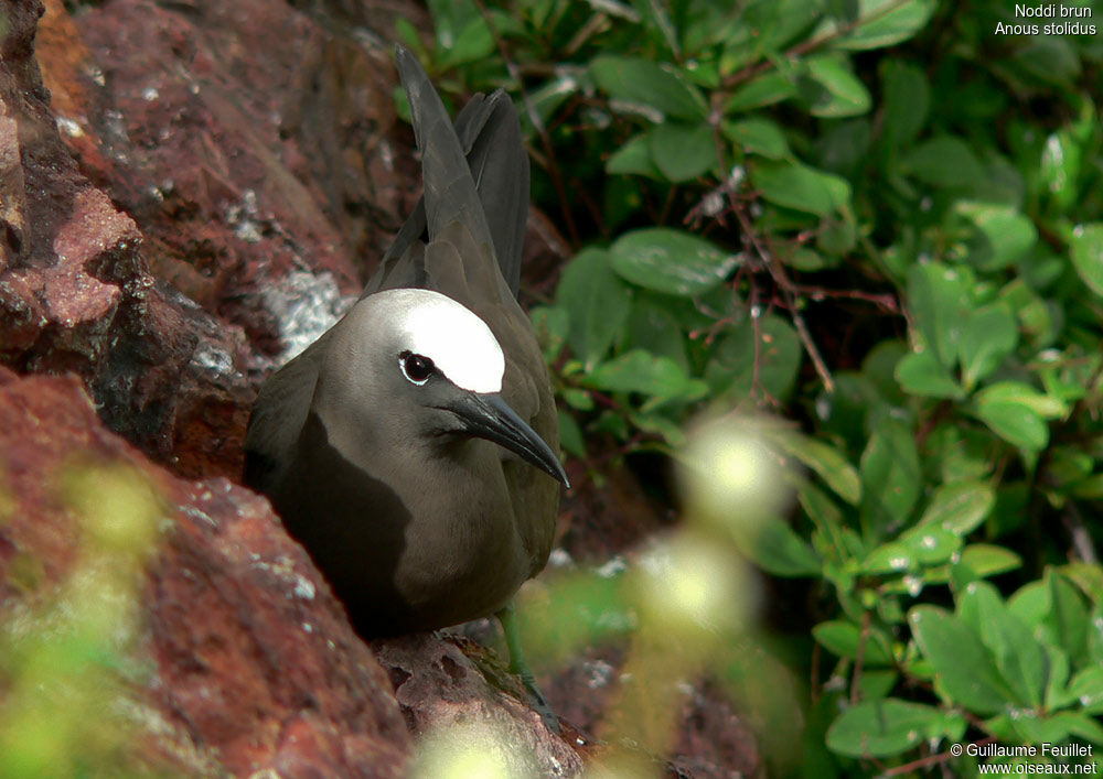 Brown Noddy