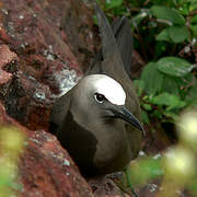 Brown Noddy