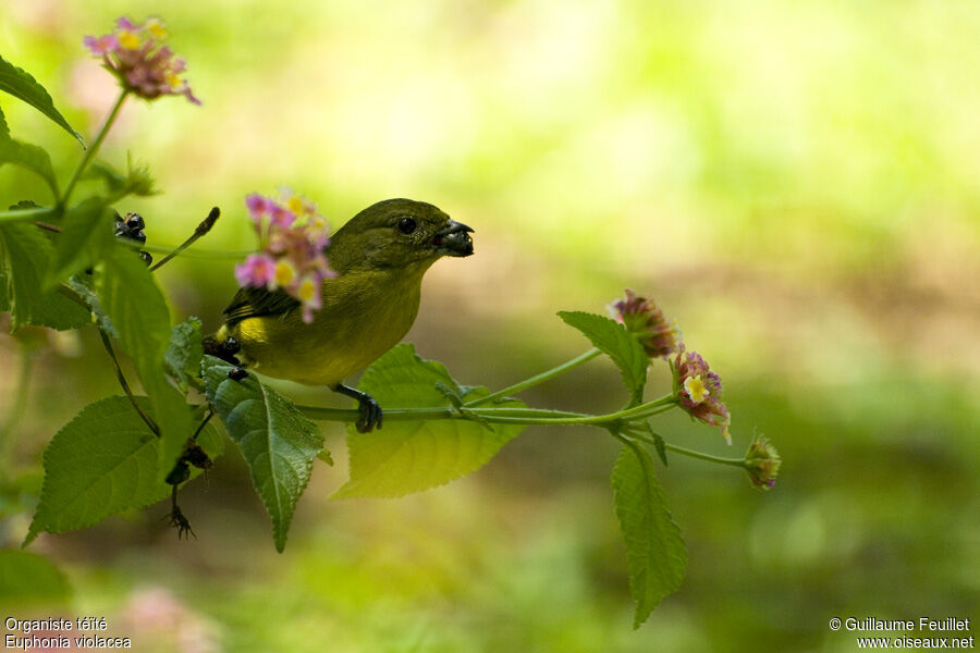 Violaceous Euphonia female