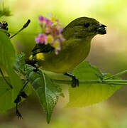 Violaceous Euphonia