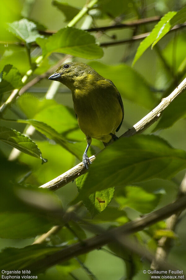 Violaceous Euphonia female