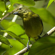 Violaceous Euphonia