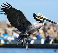 Brown Pelican