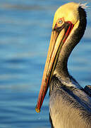 Brown Pelican