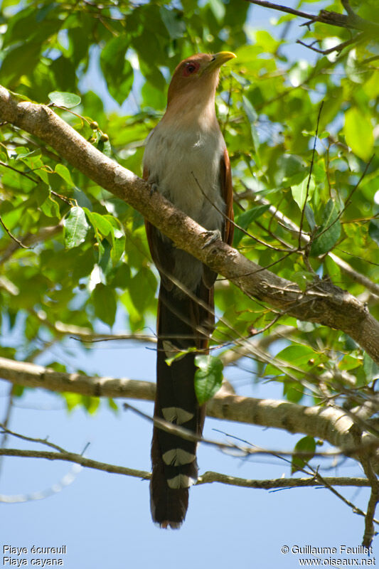 Squirrel Cuckoo, identification