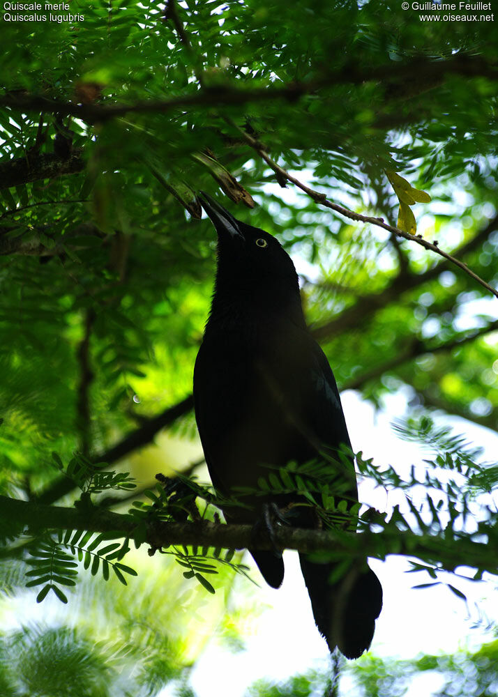 Carib Grackle