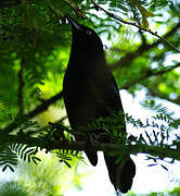 Carib Grackle