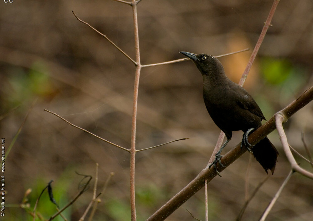 Carib Grackle, identification