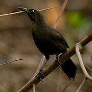 Carib Grackle