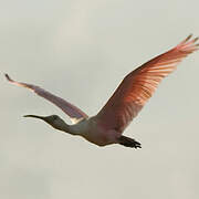 Roseate Spoonbill