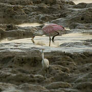 Roseate Spoonbill