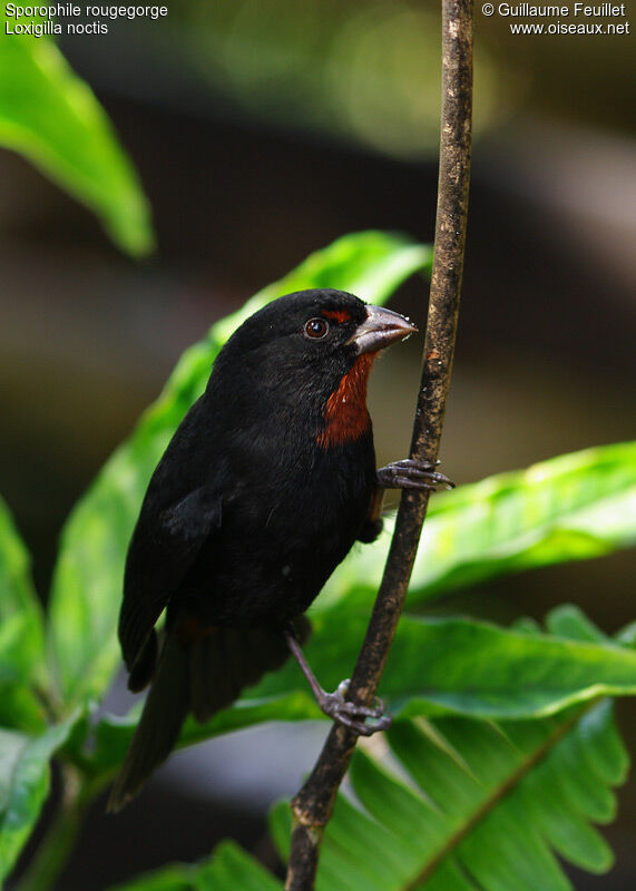 Sporophile rougegorge