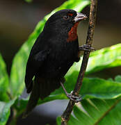 Lesser Antillean Bullfinch