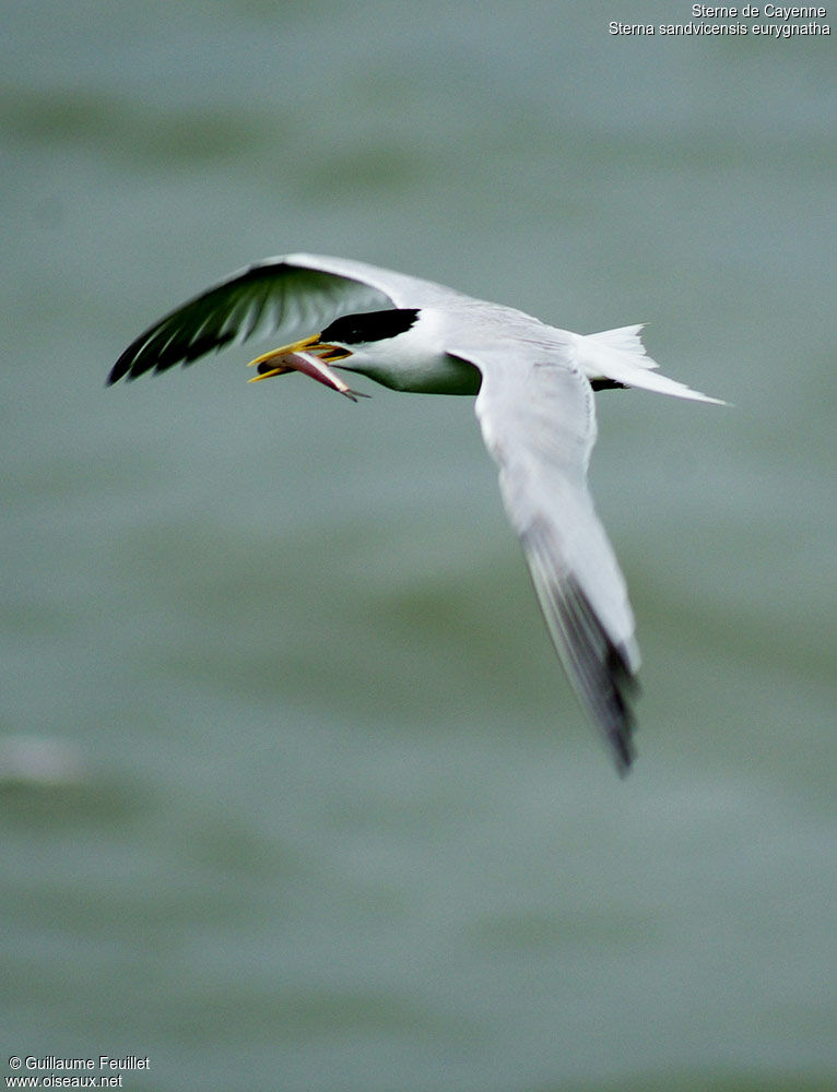 Cabot's Tern (eurygnathus), identification