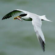 Cabot's Tern (eurygnathus)