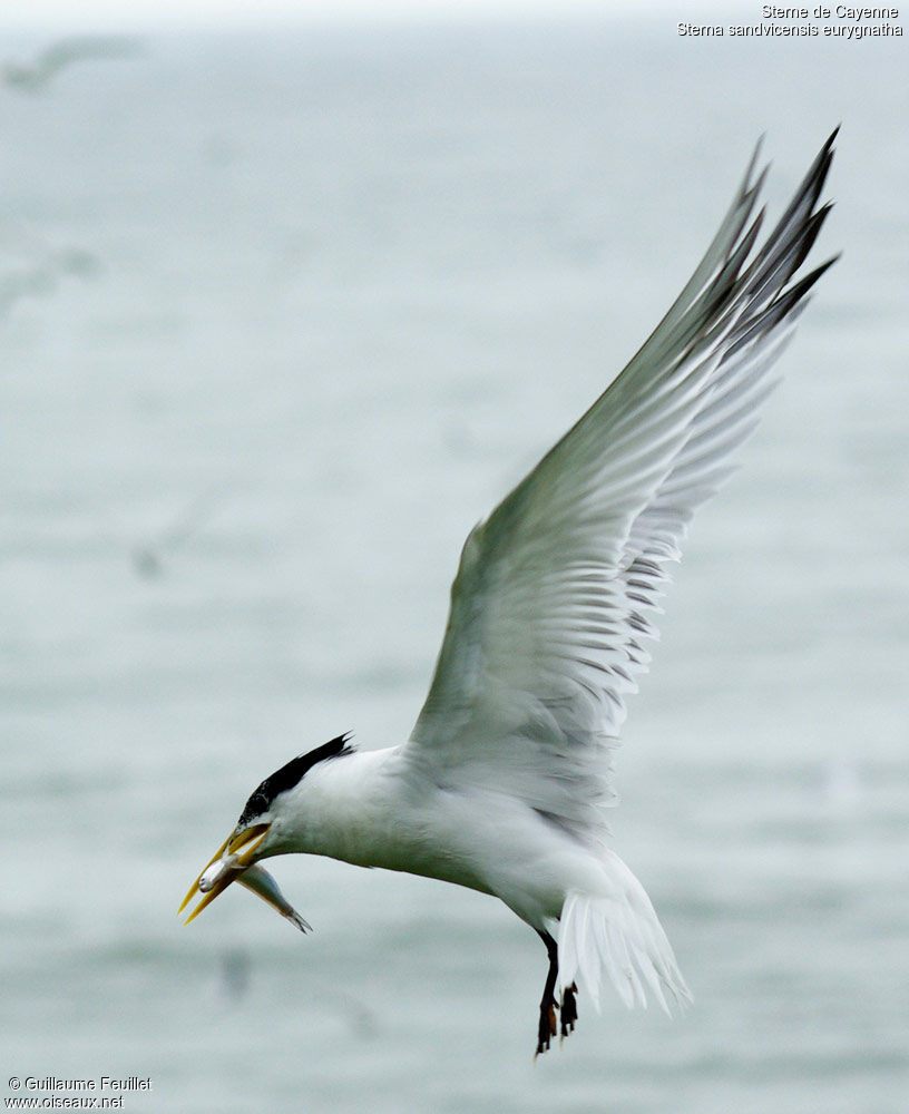 Cabot's Tern (eurygnathus), Flight