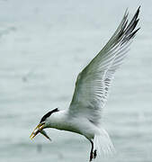 Cabot's Tern (eurygnathus)