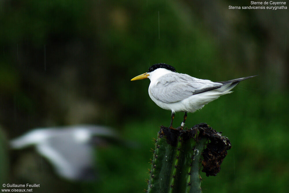 Cabot's Tern (eurygnathus)