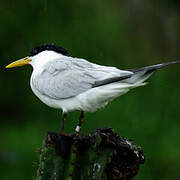 Cabot's Tern (eurygnathus)