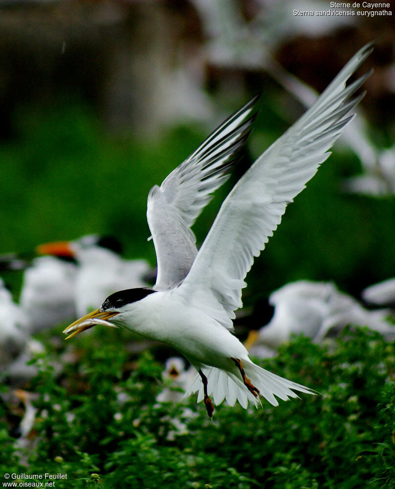 Cabot's Tern (eurygnathus)