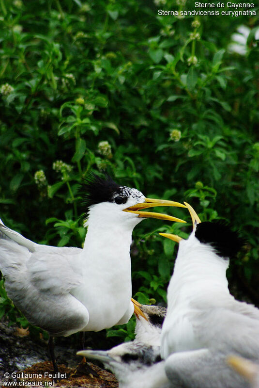 Cabot's Tern (eurygnathus), Behaviour