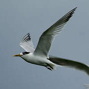 Cabot's Tern (eurygnathus)