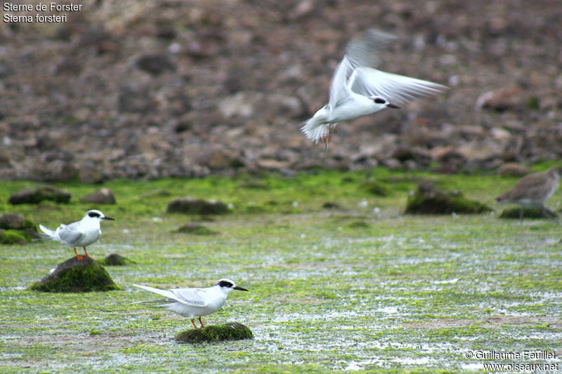 Forster's Tern