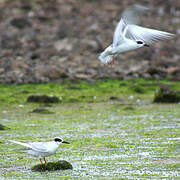 Forster's Tern